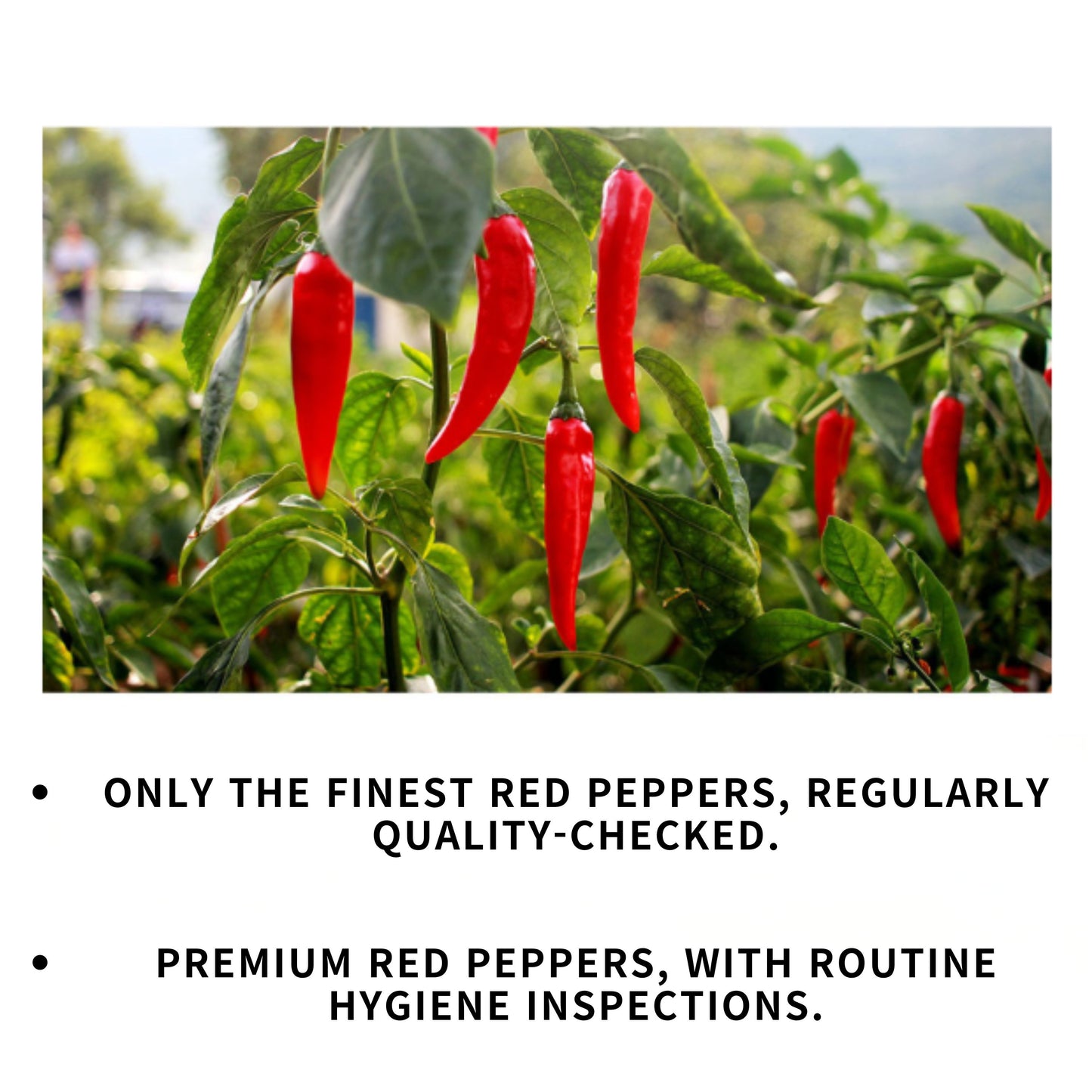 [jungtop] Korean Red Pepper Powder Sticks – 100% Korean Gochugaru, Mild Spice, Vegan, 10g x 10 Easy-Cut Packs – For Stews, BBQ, Marinades & Outdoor Cooking